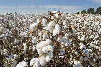 Cotton yield levels in Ghana have never surpassed 800kg per hectare
