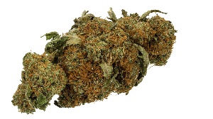 Dried Cannabis Bud