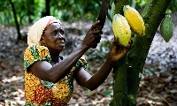File photo of a cocoa farmer