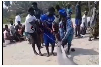 The fishermen pulling the giant shark to the beach