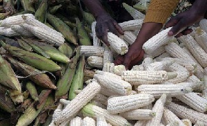 Kenya Restarts Maize Subsidy Ahead Of Elections