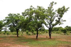 Shea Trees Cut