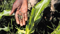 The armyworms invaded several farms in the Ashanti, Brong Ahafo, Volta, Eastern Region