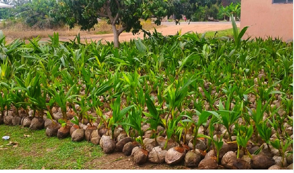 The programme aimed at improving household nutrition as well as building a strong foundation