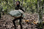 CHRAJ warns child labour keeps almost half a million Ghanaian children out of school