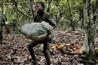 A child working in a cocoa farm