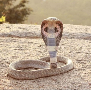 File photo Cobra