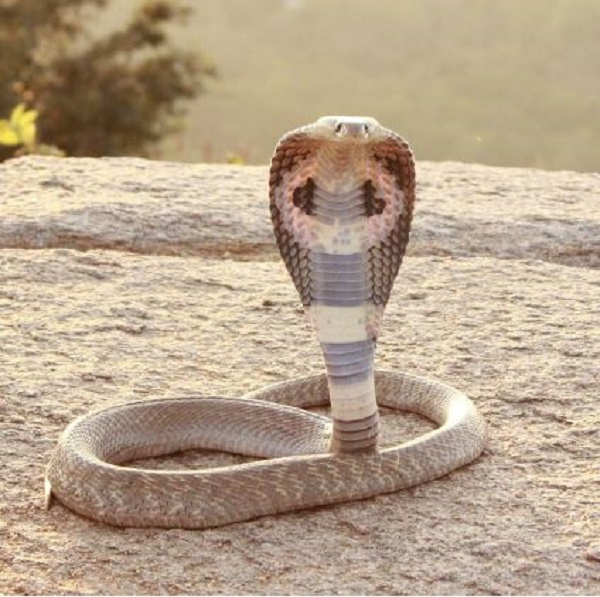 File photo Cobra