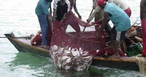 Fishermen struggling with their catch