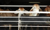 Cattle are said to be the source of the widespread smell (file photo)