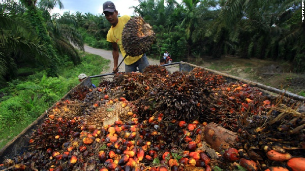 File photo of a man harvesting palm nut fruit