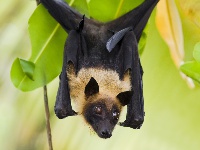 Fruit bats are the known natural hosts of the virus
