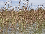 The destroyed farms at the Black Volta