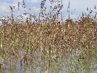 The destroyed farms at the Black Volta