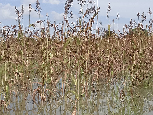 The destroyed farms at the Black Volta