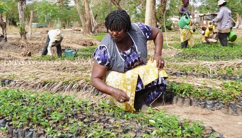 Ghana loses 65 thousand hectares of its trees and timber resources each year - Statistics