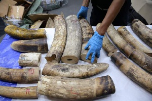 A  Ugandan national has been arrested in Kenya for allegedly smuggling ivory