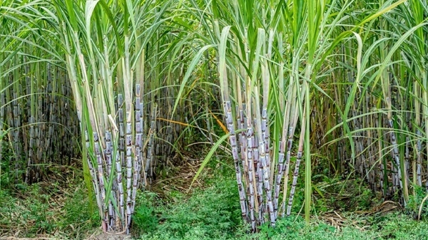 Sugarcane Outgrowers Association confident Komenda Sugar Factory will feature in 2026 budget