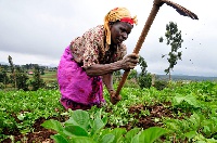 Library Photo: Showing a woman farmer