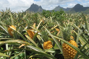 Pineapple farm