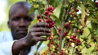 There is a worrying trend of some coffee strains being in danger of extinction.