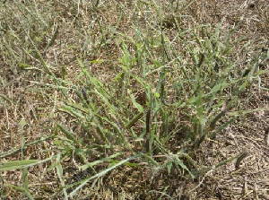 Crop-destroying caterpillars known as armyworms have ravaged nearly 500 hectares of farm fields