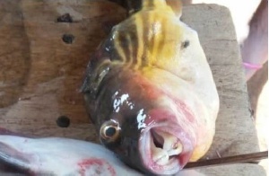 Puffer Fish   