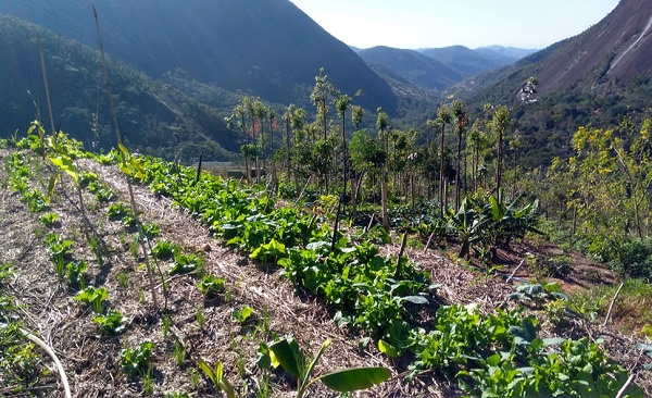 Agroecology can build climate resilience, promote biodiversity