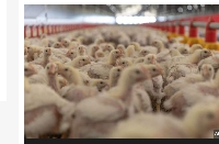 Millions of chickens have been killed in South African following a bird-flu outbreak