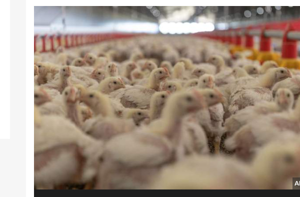 Millions of chickens have been killed in South African following a bird-flu outbreak