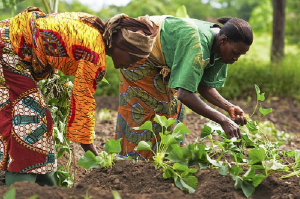 Despite low finance, agric topples industry again