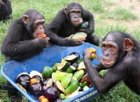 Chimpanzees eating