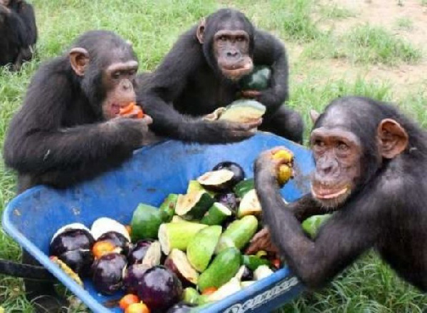Chimpanzees eating