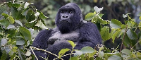 Mountain gorillas are some of man's closest living relatives