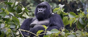 Mountain Gorillas  