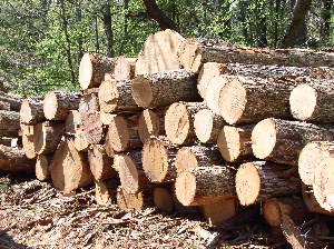 Timber001