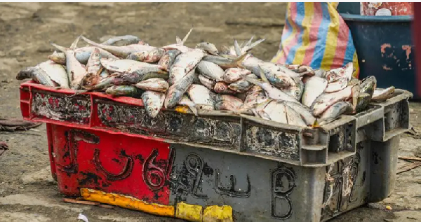Senegal fishermen blame one project by Oil giant BP for why dem no dey catch fish like before