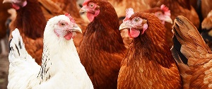 Poultry Farm Chickens Hens 650x275