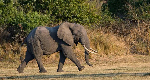 Elephant kills British and New Zealand tourists in Zambia