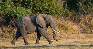 The elephant was shot and wounded, but still attacked the two women, police said