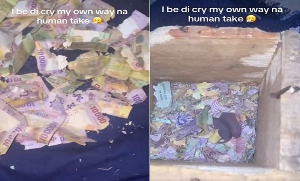 Collage of screenshots from X video showing mice gnawing at money in susu box