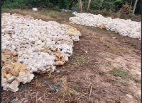 Harvested rubber seen on the floor