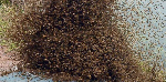 Engineer dies in bizarre 'bee attack' in Tatale-Sanguli
