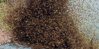 Swarm of bees