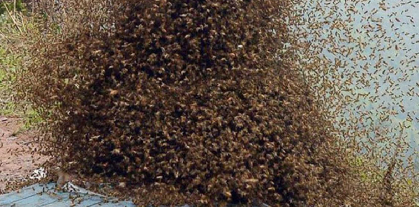 Swarm of bees