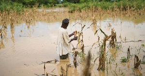 Farm submerged in galamsey water Farm submerged in galamsey water