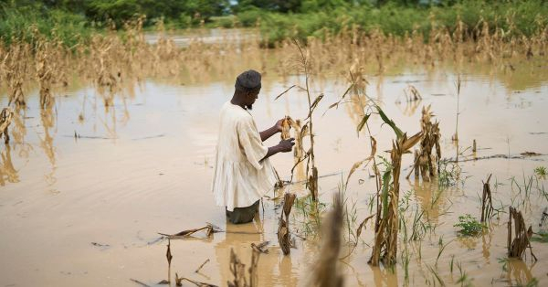 Farm submerged in galamsey water