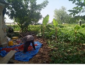 Irrigation Farmers Bolga