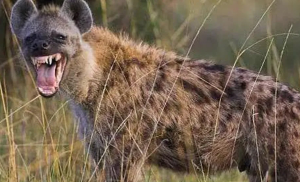 A zoo worker says hyenas fear humans and often poo when scared (stock photo)