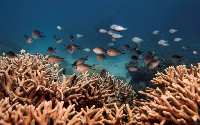 Fish swim above finger coral on Australia's Great Barrier Reef near Cairns
